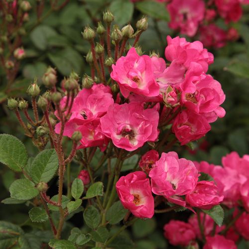 Rosa Orléans Rose - rosa - Árbol de Rosas Miniatura - rosal de pie alto- forma de corona compacta